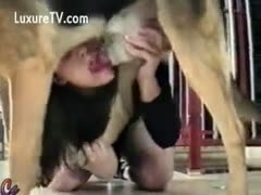 Slave girlfriend licking a dog while playing with a toy